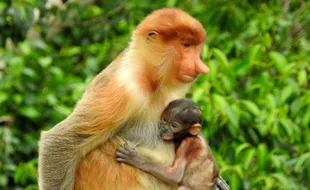 Kelahiran Bayi Bekantan Jadi Kado Peringatan Hari Monyet Hidung Panjang