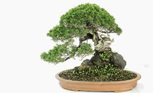 Modal Ratusan Ribu Rupiah Bisa Raup Puluhan Juta Rupiah dari Bonsai di Klaten