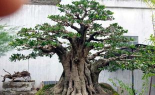 Bonsai milik Warga Sragen Ini Harganya Setara Rubicon