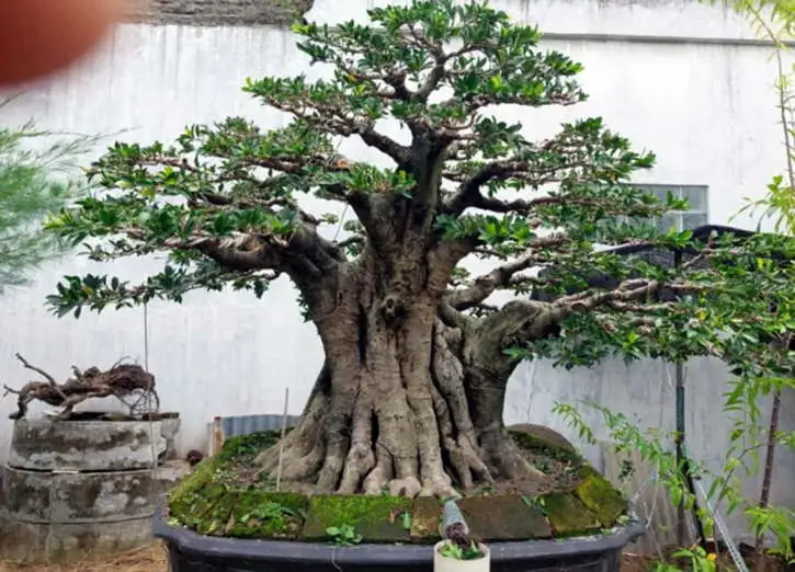 Bonsai milik Warga Sragen Ini Harganya Setara Rubicon - Espos.id