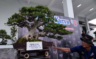 Seno Gede Beli Bonsai Rp75 Juta Milik Warga Boyolali, Ini Wujudnya