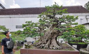 Ini Pengakuan Pemilik Bonsai asal Sragen yang Bisa Seharga Rubicon