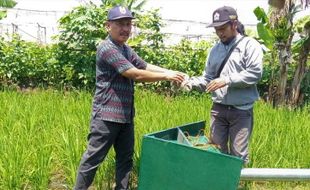 Populasi Tyto Alba Diperbanyak, Serangan Tikus di Sragen Anjlok 50%