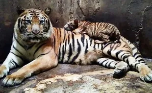 Harimau Muncul di Banjarnegara, BKSDA Jateng Kerahkan 2 Tim