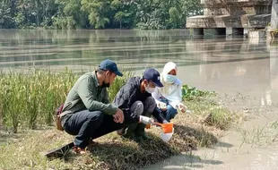 Gawat! Ribuan Ikan di Sungai Serayu Mati, Tercemar Limbah B3?