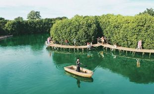 Jadi Paru-Paru Dunia, Mangrove Juga Jamin Food Security Warga Pesisir