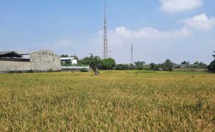 Sumringah... Petani Karanganyar Bisa Lebaran Aman, Ini Penyebabnya