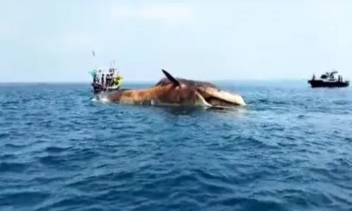 Bangkai Paus Bungkuk Sepanjang 15 Meter Terdampar di Perairan Sampang