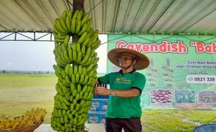 Meninggal karena Sakit, Ini Kisah Kades Boyolali Pembudi Daya Pisang Cavendish