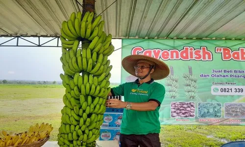 Meninggal karena Sakit, Ini Kisah Kades Boyolali Pembudi Daya Pisang Cavendish