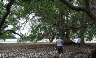 Hutan Bakau Berumur 750 Tahun di Belitung, Salah Satu Tertua di Dunia