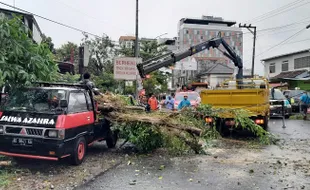 Bruk! Mobil Pikap Tertimpa Pohon Beringin di Purwosari Solo