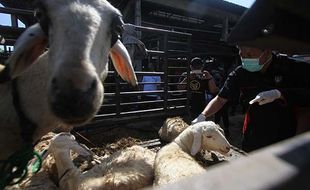 Antisipasi Wabah PMK, DKPP Solo Cek Kesehatan Kambing di Pasar Semanggi