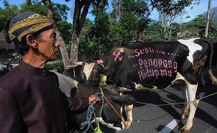 Perayaan Syawalan, Ini Foto-Foto Tradisi Bakdan Sapi di Musuk Boyolali