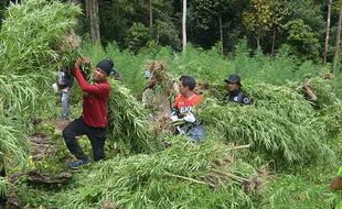 BNN Musnahkan Ribuan Batang Ganja di Pegunungan Aceh, Segini Luasnya