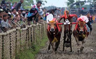 Begini Serunya Kejuaraan Karapan Sapi di Sampang Jatim