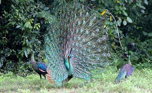 Musim Kawin Burung Merak Hijau di TN Alas Purwo Banyuwangi