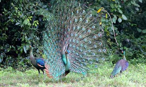 Musim Kawin Burung Merak Hijau di TN Alas Purwo Banyuwangi