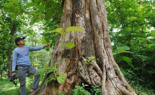 Sejarah Alas Donoloyo, Hutan Angker Tinggalan Majapahit di Wonogiri