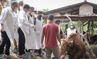 Wabah PMK, Jappdi: Tak Goyang Harga Daging, Tapi Teror Jelang Iduladha