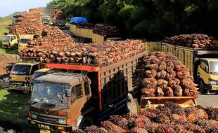 Airlangga: Pemerintah akan Keluarkan Aturan Pembelian Tandan Buah Segar