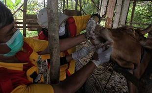 Antisipasi PMK, DKPP Solo Terus Lakukan Pemantauan Kesehatan Ternak