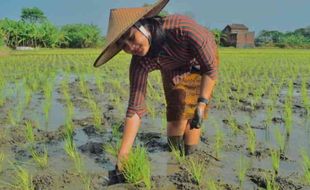 Cantik! Petani Milenial Sukoharjo Ternyata Bu Carik Kadilangu