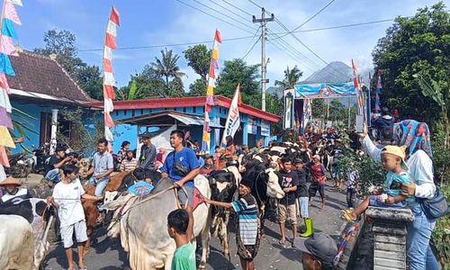 Libatkan 200 Lembu, Begini Kemeriahan Tradisi Bakdan Sapi di Boyolali