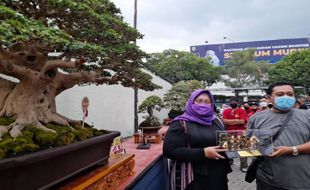 Begini Penampakan Bonsai Terbaik di Sragen, Nyaris Seusia Bupati Yuni