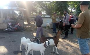 Pasar Hewan Nglangon Sragen Ditutup, Belasan Pedagang Kambing Kecele