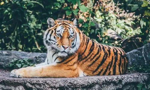 Harimau di Banjarnegara Masih Teka-Teki, BKSDA Siapkan Camera Trap