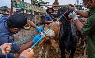 Penyakit Mulut & Kuku Merebak, Peternak Sapi Wonogiri Bagikan Tips ini