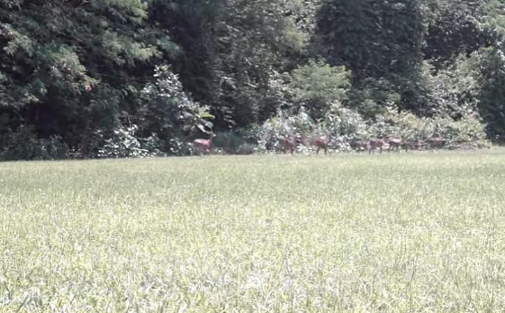 Kandang Menjangan, Hutan Berburu Rusa Bangsawan Keraton Kartasura