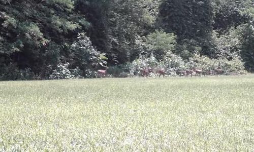 Kandang Menjangan, Hutan Berburu Rusa Bangsawan Keraton Kartasura