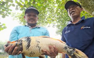 Mancing di Embung Taman Sukowati Sragen, Pegawai Ini Dapat Koi Jumbo