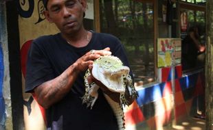 Ada Minizoo di Cemoro Sewu Banyuripan Bayat Klaten Lur, Kuy Piknik!