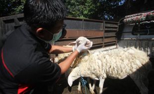 200 Ekor Kambing di Semanggi Solo Diperiksa Tim DKPP, Ada Apa Ya?