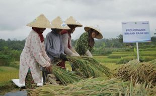 Terbaik Kedua di Benua Asia, Produktivitas Padi Indonesia Terus Turun