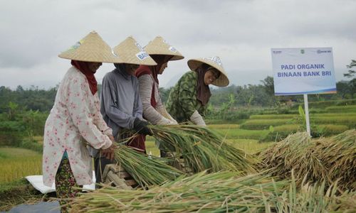 Kisah Petani Lepas dari Jeratan Rentenir Berkat Akses Modal Ultra Mikro