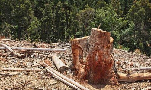 Sukoharjo Hari Ini: 25 Mei 2016, Warga Bulu Ditangkap karena Curi Kayu