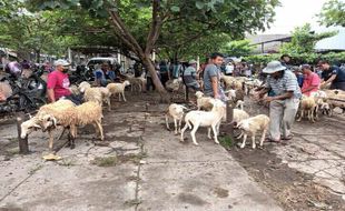 Kambing di Pasar Plembon Klaten Dinyatakan Bebas PMK, Segini Harganya