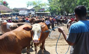 Kasus Positif PMK di Klaten Nol, tapi...