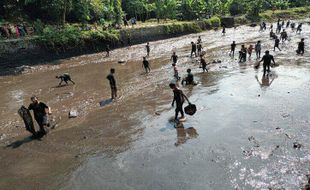 Demakijo Klaten Gelar Tradisi Mbukak Teteg, Warga Saling Berebut Ikan