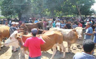 Bupati Klaten Datangi Pasar Hewan, Blantik Sapi: Pasare Didandani Bu!