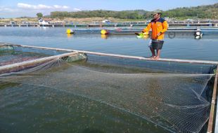 Harga Pakan Mahal, Ini yang Dilakukan Petani Ikan WGM Wonogiri