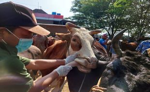 Kambing dan Sapi di Lereng Merapi Mati Mendadak, Peternak Gempar