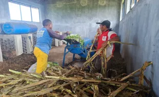 Jos! Desa di Pemalang Ini Bebas dari Status Miskin Berkat Pupuk Organik