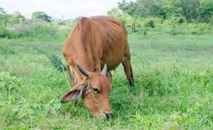 Aman! Masih Ada Stok 10.000 Ekor Sapi untuk Kurban di Klaten, Harga juga Stabil