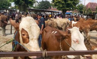 Takut Merugi, Peternak di Karanganyar Setop Kulakan Sapi