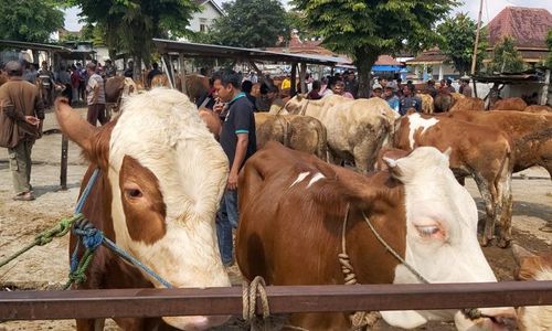 Isu PMK Merebak, Penjualan Sapi di Karanganyar Lesu